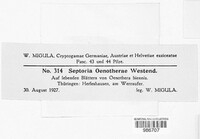 Septoria oenotherae image